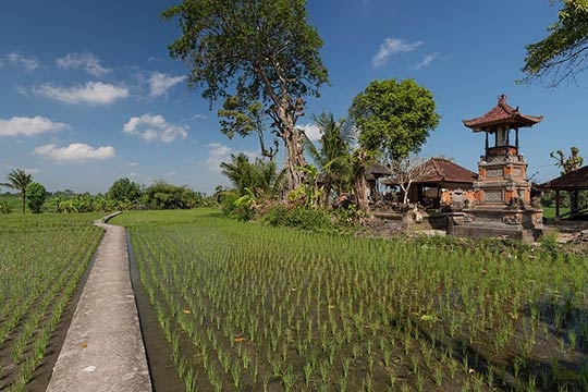 A path through the ricefields